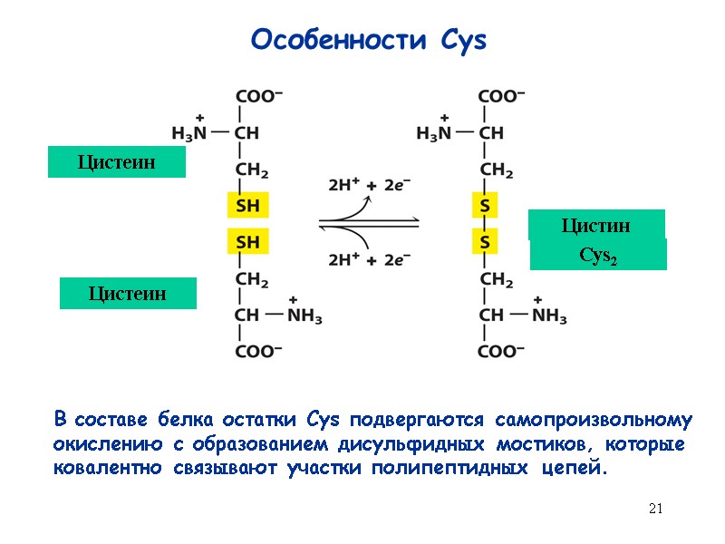 21 Особенности Cys Цистеин Цистеин Цистин В составе белка остатки Cys подвергаются самопроизвольному 